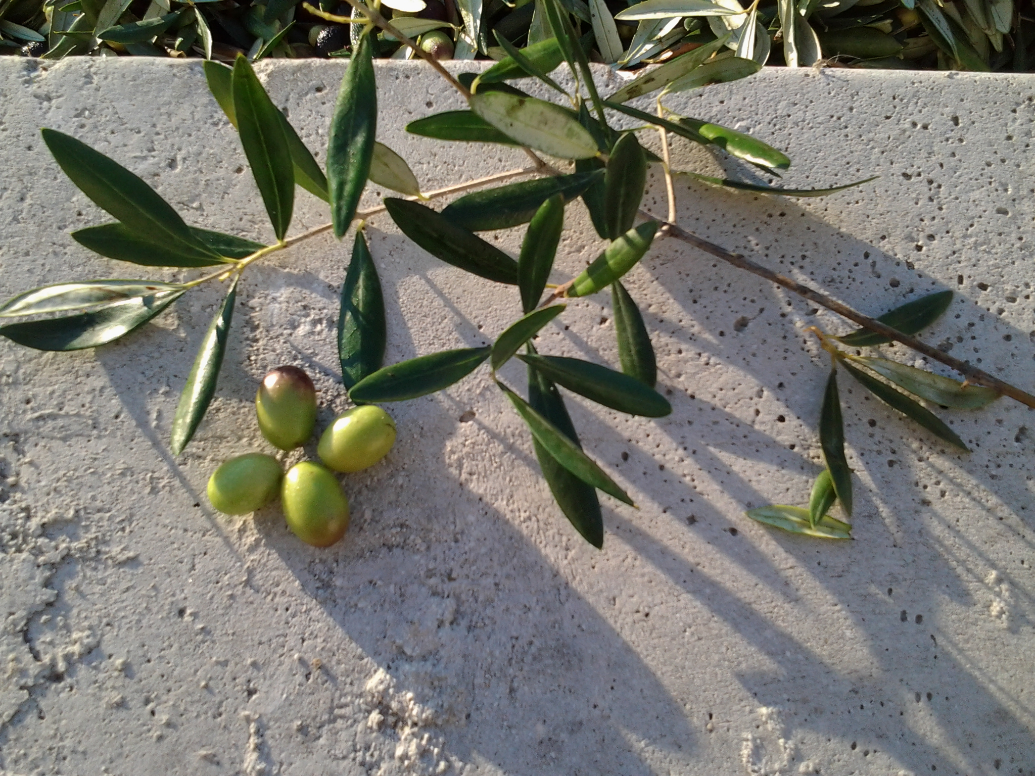 OlioExtraVergineDeluca - Le nostre Olive